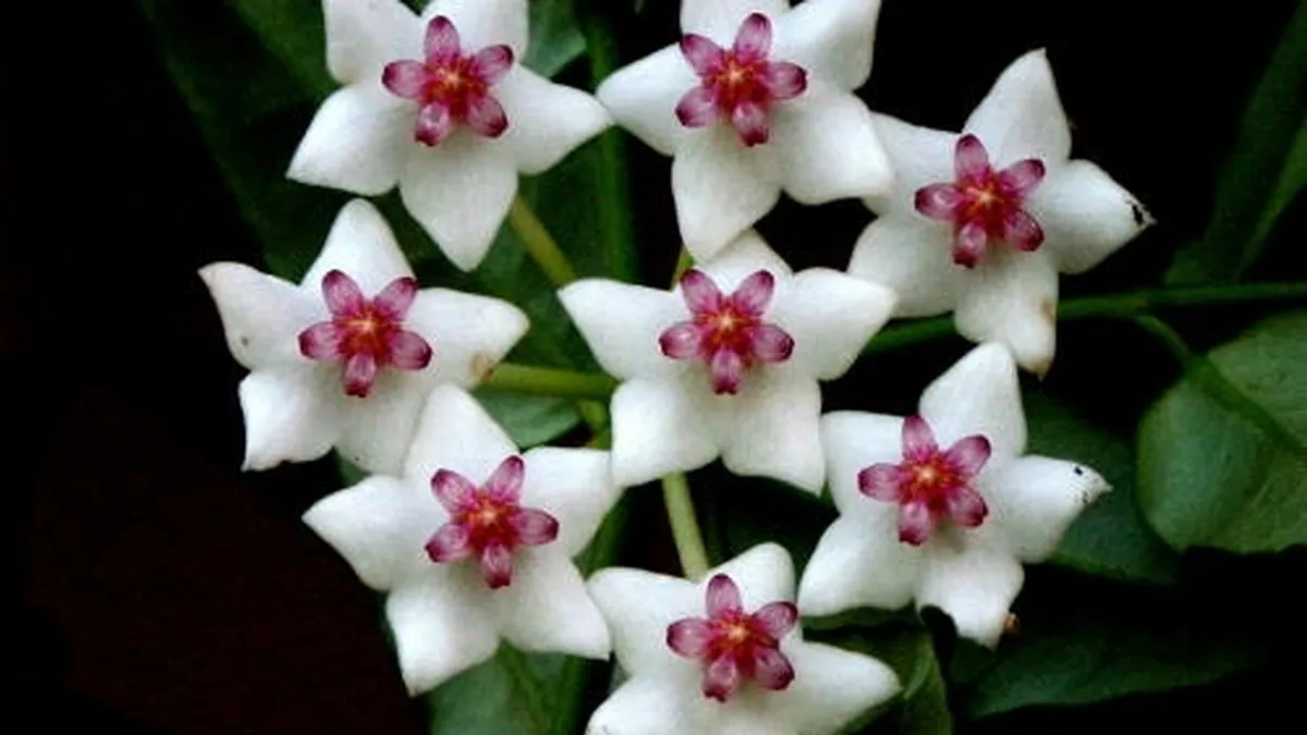 Cat cheltuiesc romanii pe flori de Martisor si 8 Martie