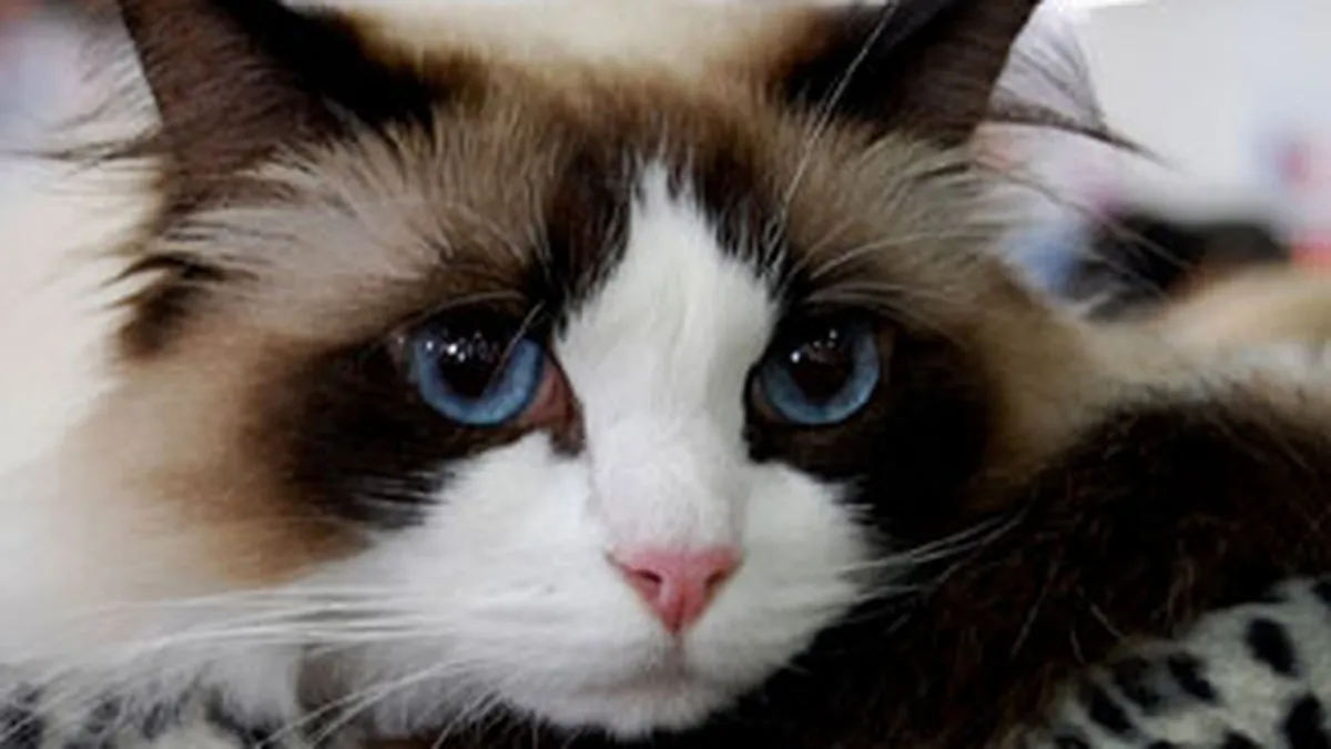 Cat au cheltuit americanii pe animalele de companie