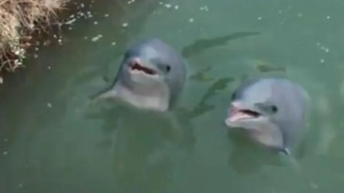 Paduri virgine  si Delfini in Dambovita, printre cele mai populare reclame din 2011