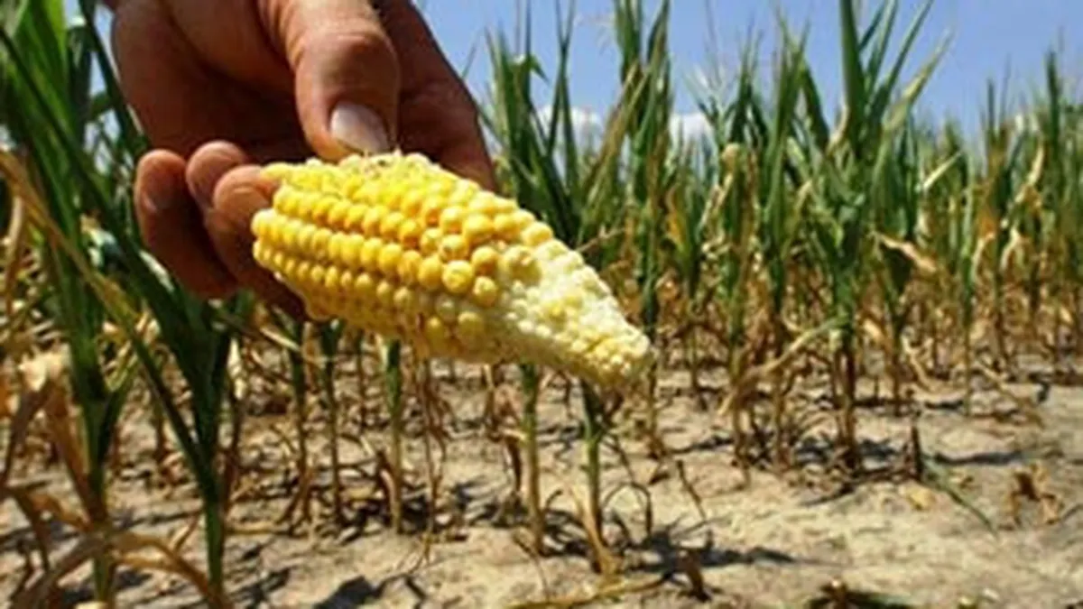 Caldura din Europa afecteaza grav recolta de porumb