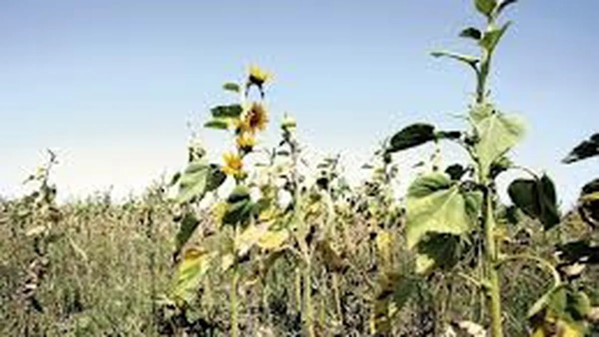 Agricultura, lovita de seceta. Circa 40% din suprafata arabila a Romaniei este afectata