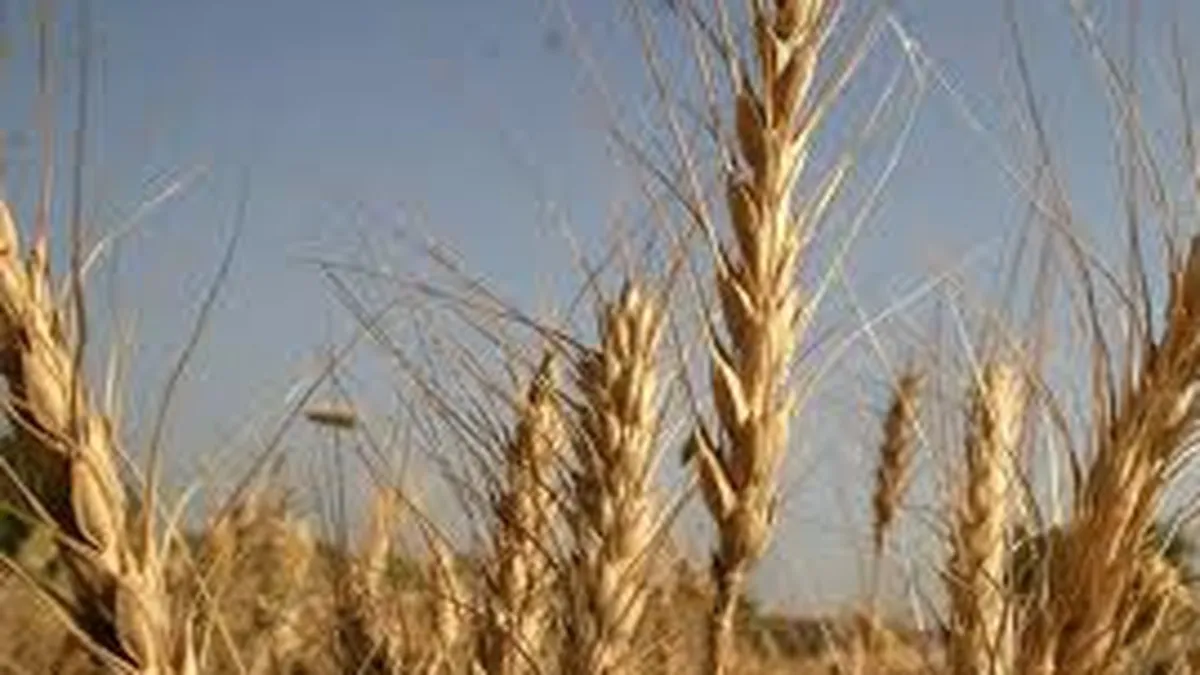 Platile pentru ajutorul de minimis acordat celor afectati de seceta se vor face in noiembrie