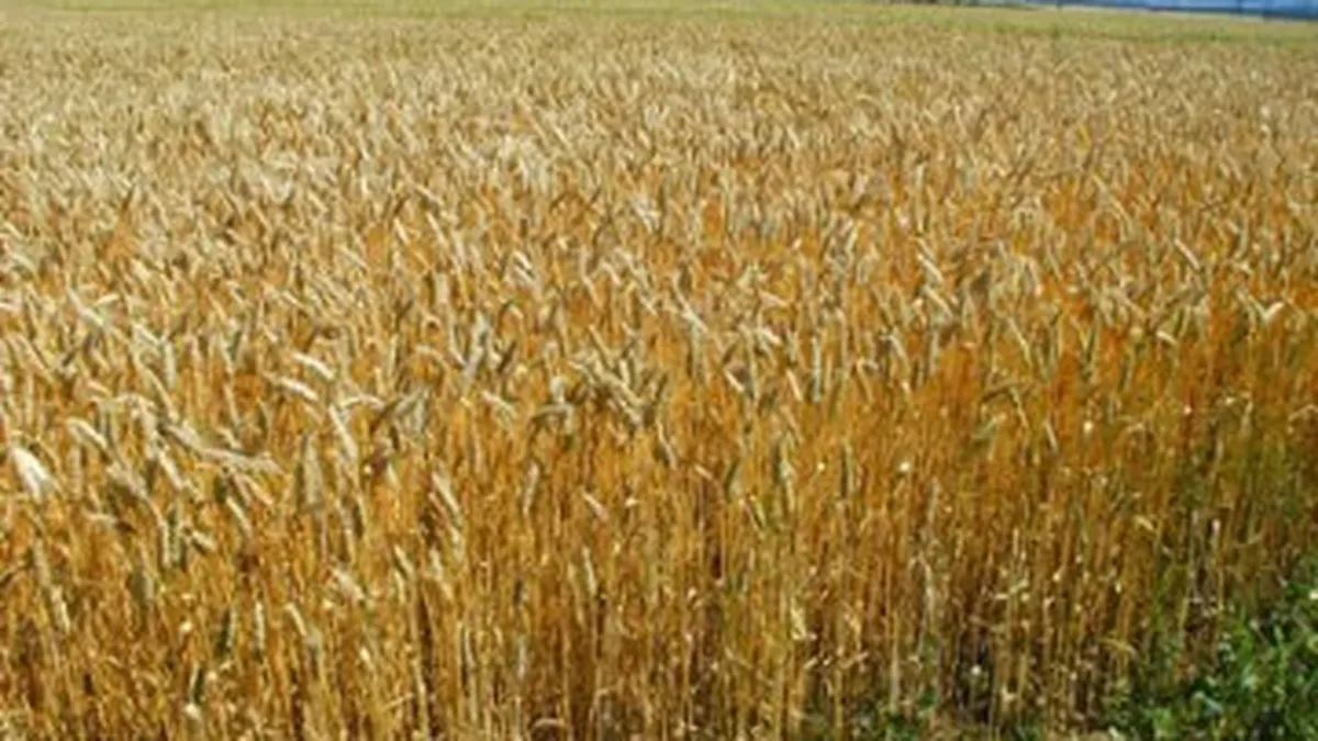 Guvernul cere la Bruxelles o noua derogare pentru taxarea inversa la cereale, pentru inca 2 ani