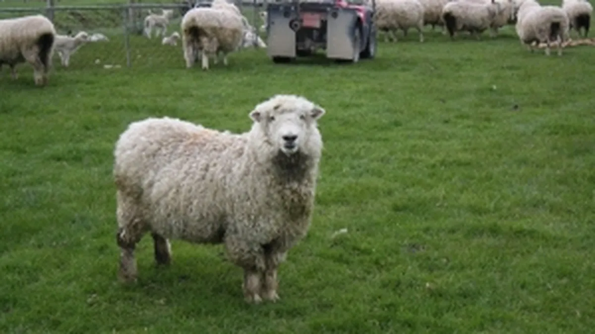 BRD prefinanteaza fermierii din sectorul zootehnic