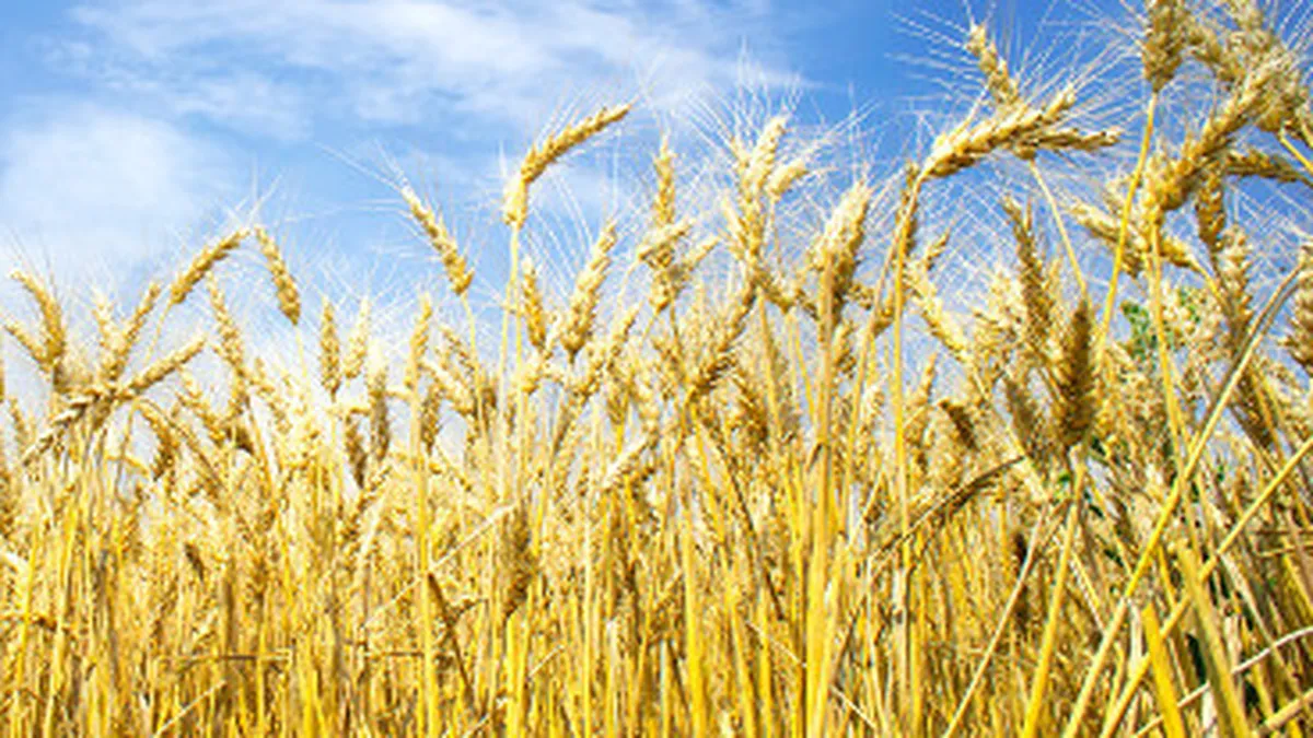 Cum mai impoziteaza statul agricultorii