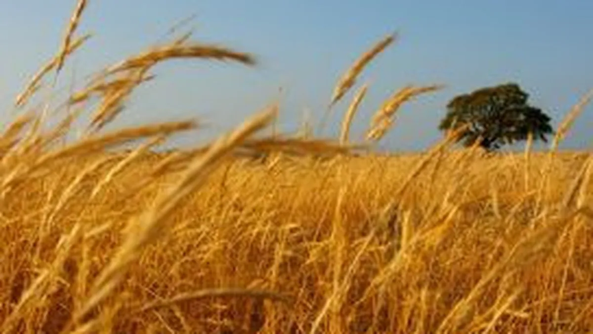 Patru tone de cereale transportate fara documente legale au fost confiscate