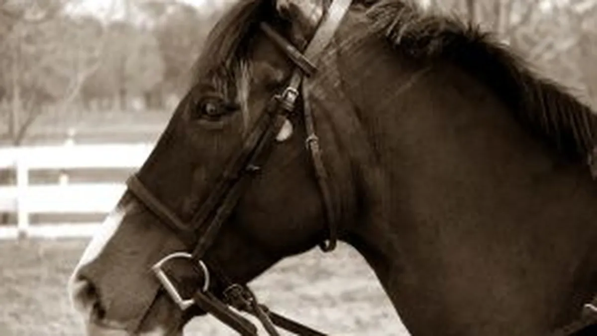 Hipodromul din Craiova, o ruina. Cum a ajuns monumentul istoric adapost pentru caini