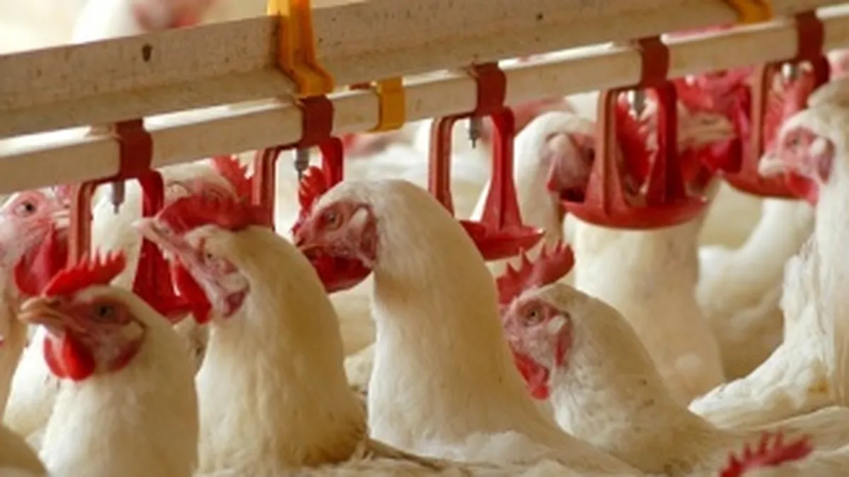 Cum au ajuns romanii sa sperie Europa. Scandalul alimentelor, intre realitate si Teoria Conspiratiei