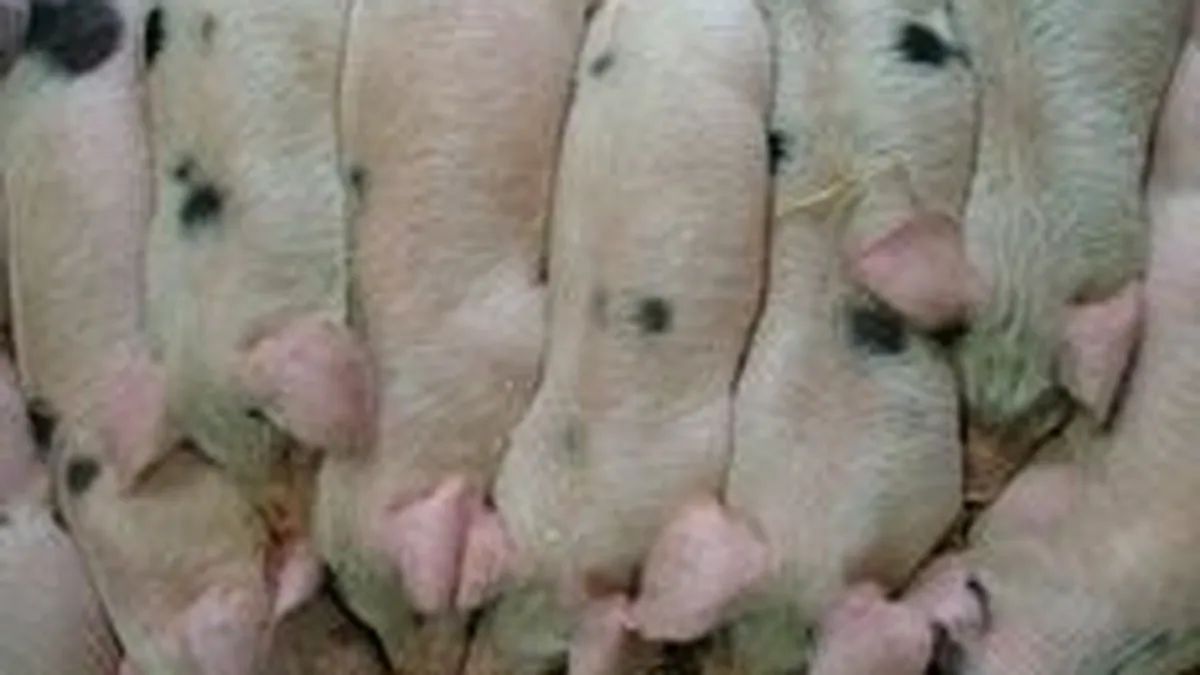 Cat ar trebui sa incaseze sefii Smithfield Foods dupa ce chinezii au preluat compania