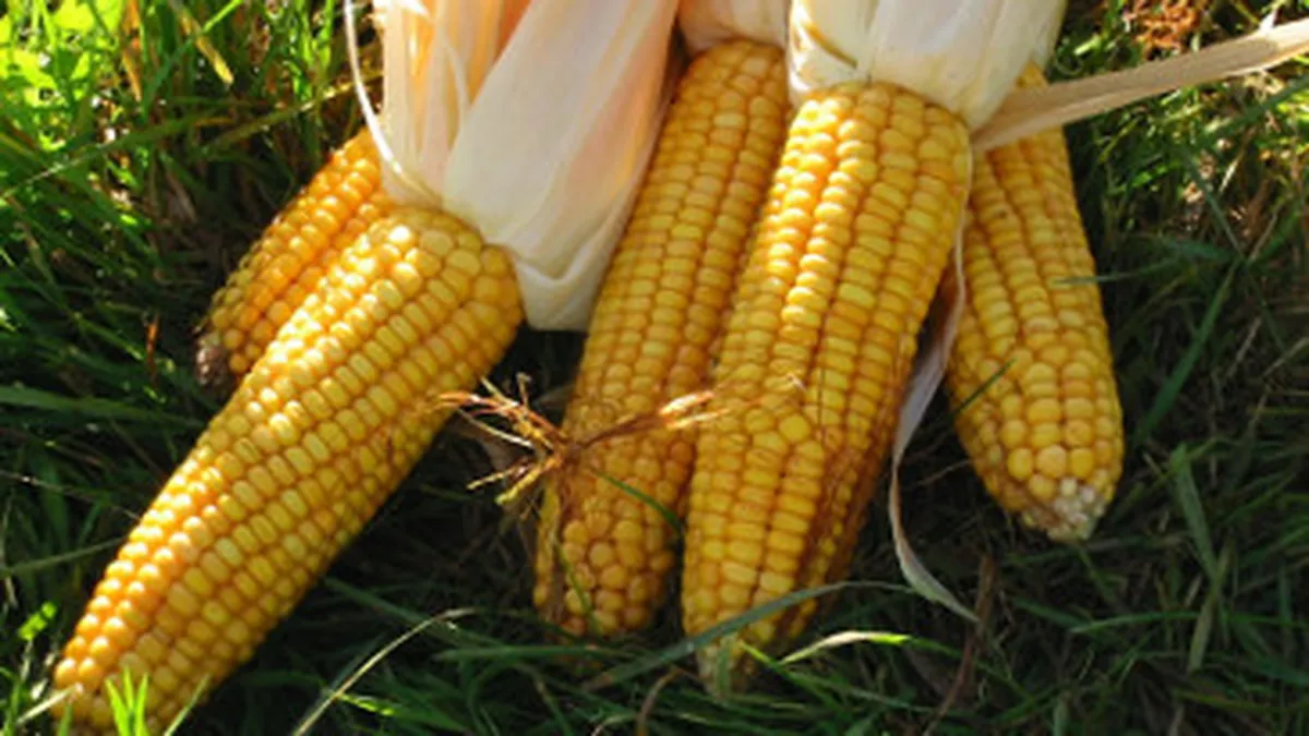 Romania va avea in continuare taxare inversa in agricultura