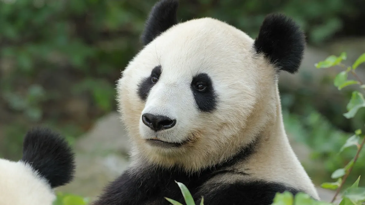 Topul gradinilor zoologice din Europa