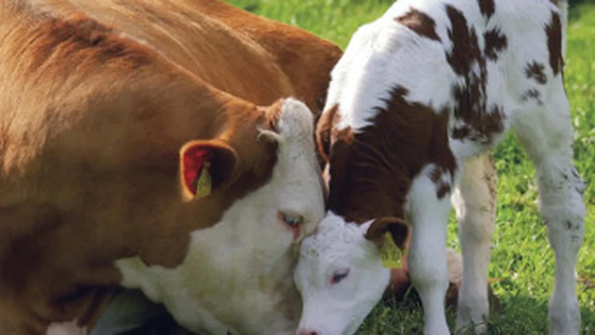 Cum vrea Guvernul sa rezolve problema subventiilor pentru fermieri din 2007-2010