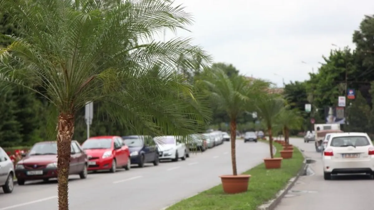 Palmisoara: 18 politisti pazesc 40 de palmieri in Timisoara