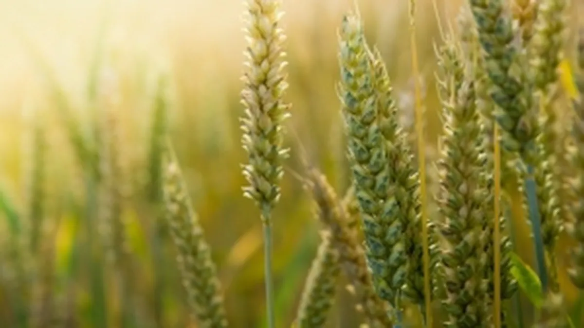 Guvernul nu vrea sa renunte la taxarea inversa pentru cereale pana in anul 2018