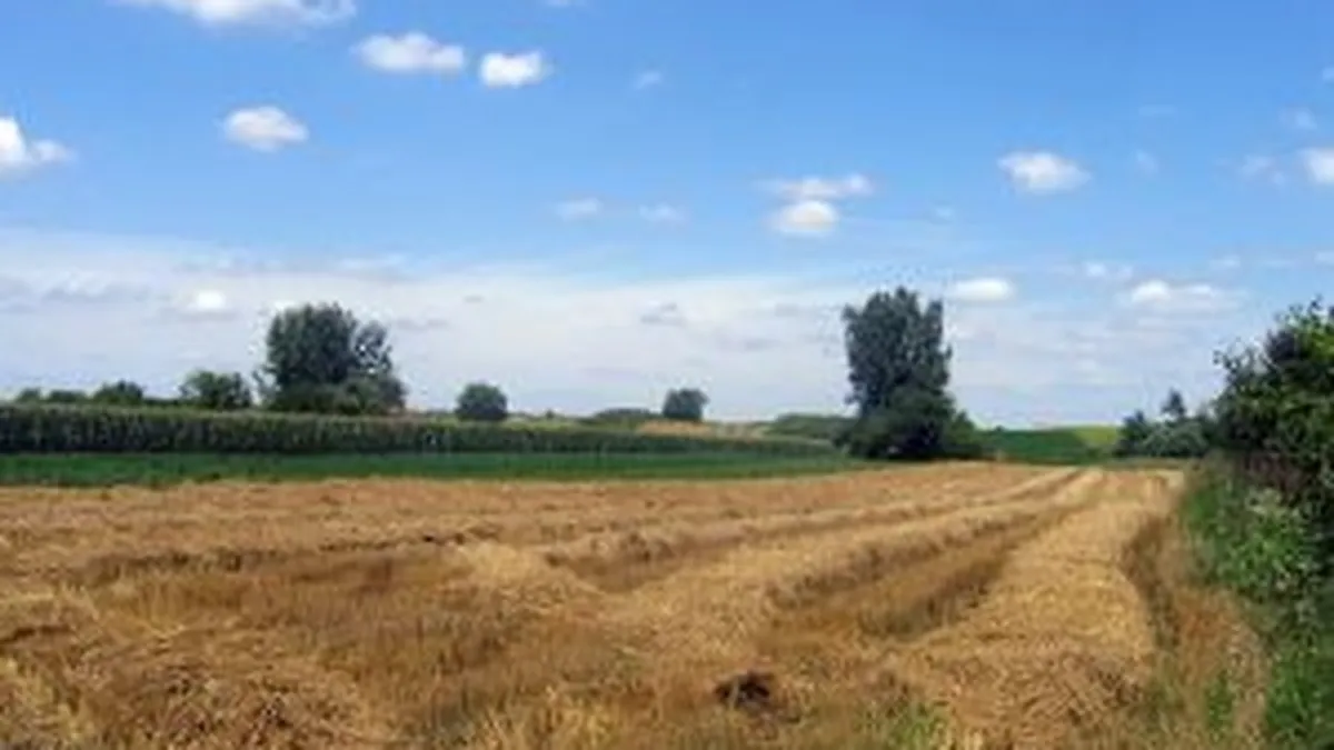 Ministerul Agriculturii solicita Concurentei sa analizeze preturile cerealelor