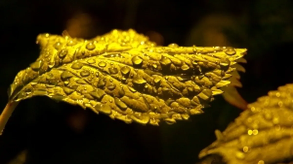 Ce facem cu banii de la Rosia Montana: Stiati ca Romania fabrica un fond de investitii suveran?