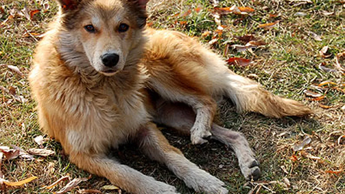 Afacerea Maidanezul: Cine si cat castiga din eutanasierea cainilor fara stapan?