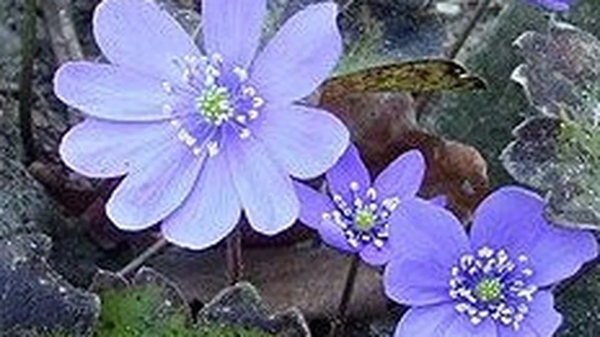 Tamaduitoare, otravitoare, carnivore: 5 plante rare care cresc in Romania