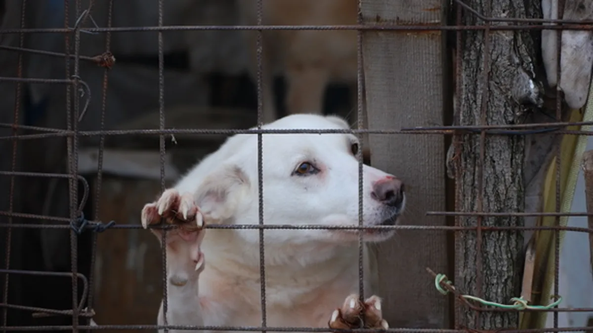 Cati caini au fost adoptati in aceasta saptamana din adaposturile din Capitala