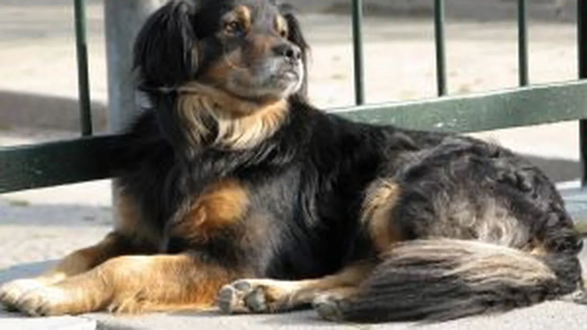 Legea privind cainii fara stapan, contestata la Curtea Constitutionala de 30 de parlamentari