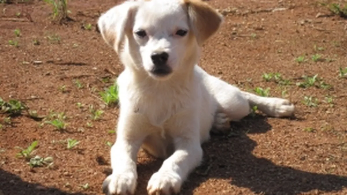 Orasul Detroit, prea sarac sa rezolve problema cainilor maidanezi