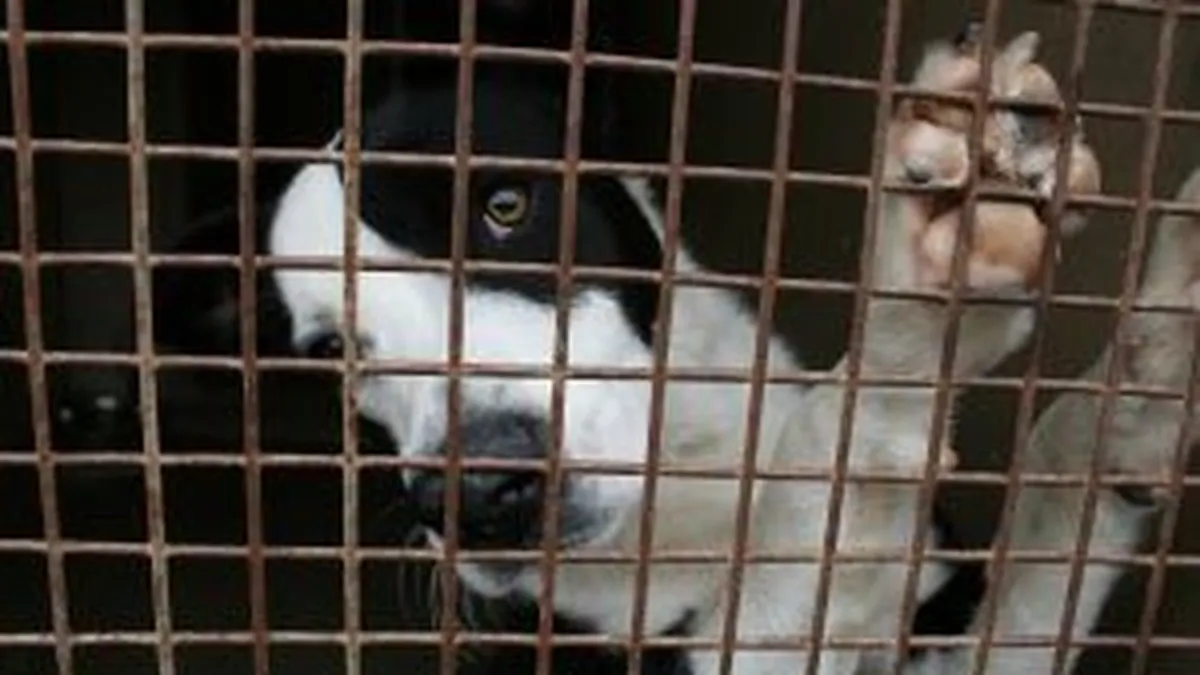 Ce patesc cainii din adapostul Mihailesti. Control al Politiei, dupa suspiciuni de infractionalitate