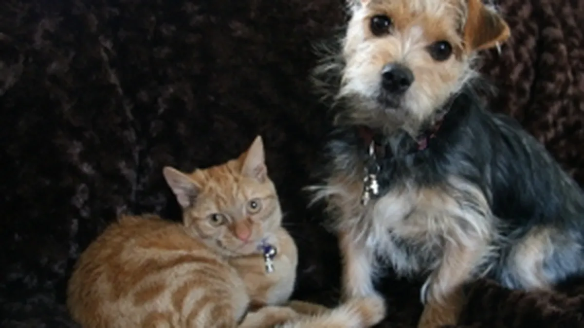 Animalele de companie, in atentia asiguratorilor: “RCA” pentru caini sau pisici