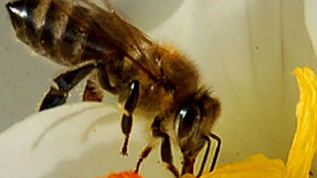 Pofta buna in 2043! Oamenii viitorului vor manca insecte si carne in-vitro?