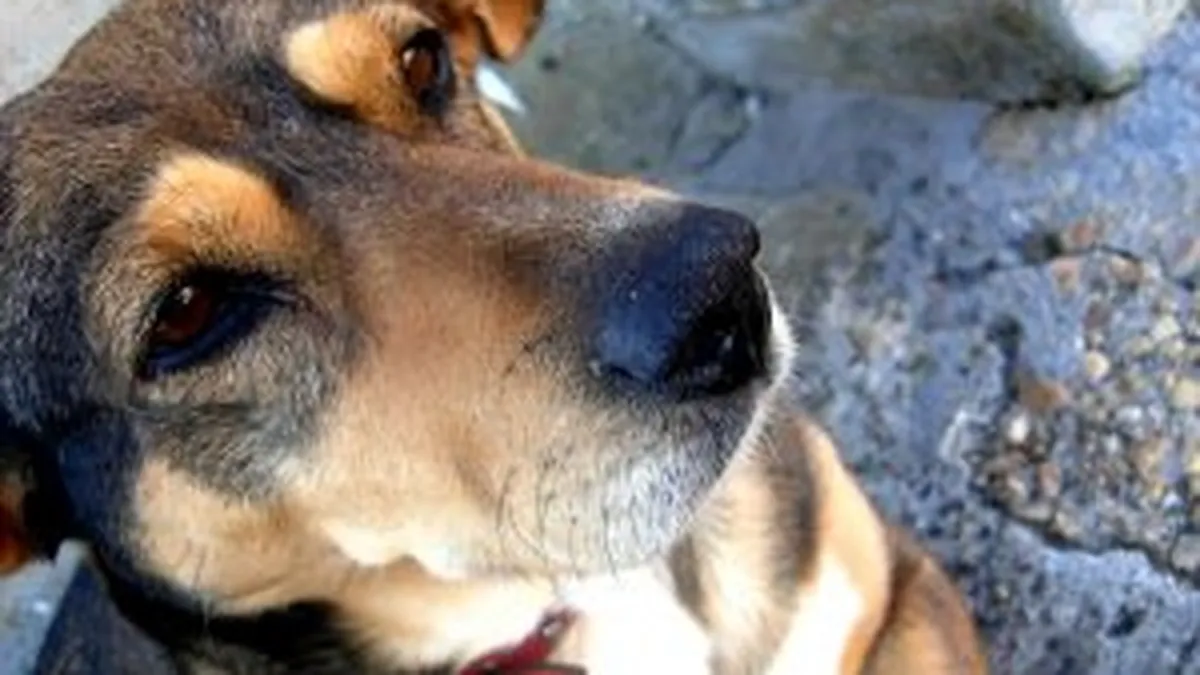 Aproape 1.100 de caini maidanezi au fost adoptati intr-o luna in Bucuresti