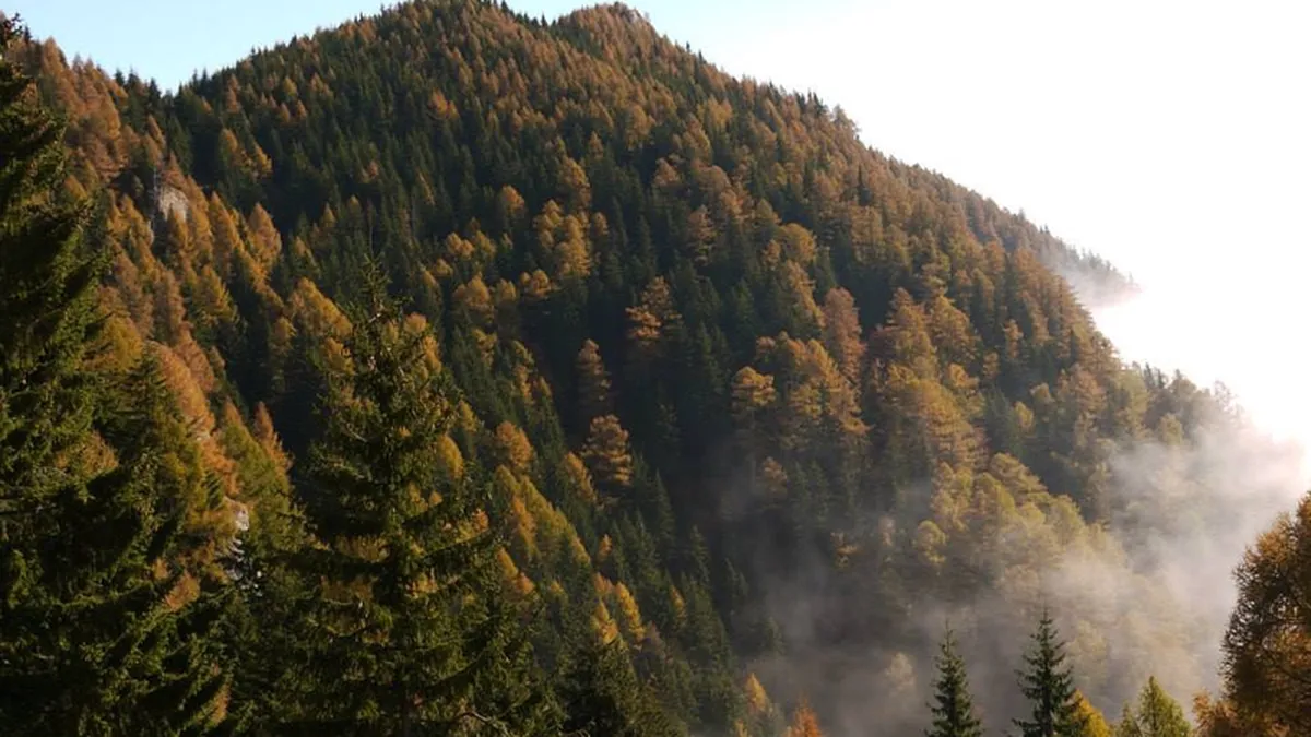 Veste buna pentru proprietarii de paduri