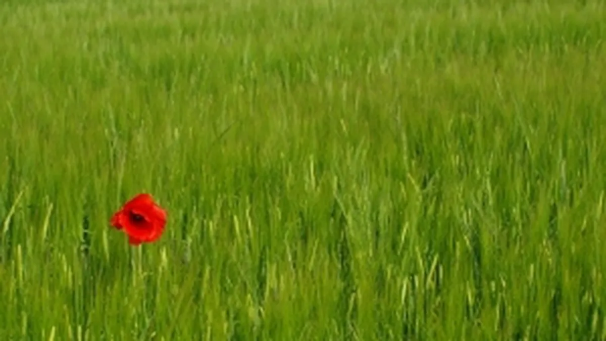 Raport ONU: Suprafetele cultivate cu opiu au atins un nivel record in Afganistan in 2013