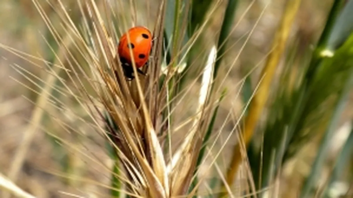 Dumping la graul romanesc in Egipt