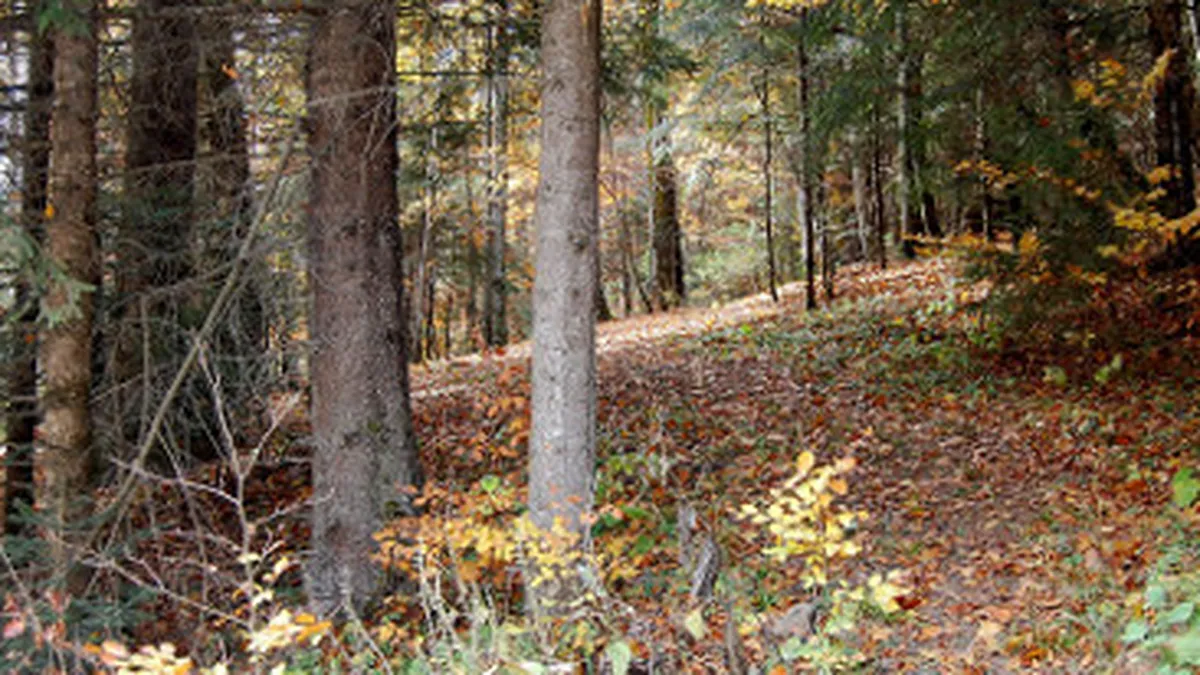 Romsilva estimeaza venituri de 1 milion de euro din vanatoare