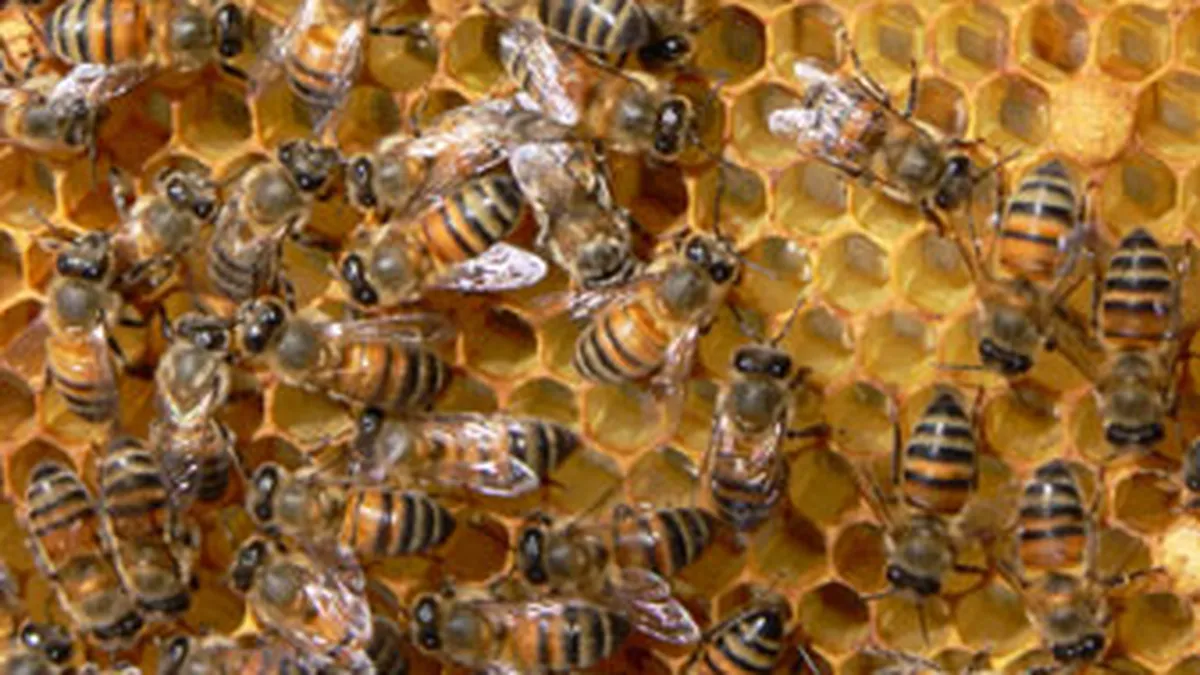 Crescatorii de albine vor primi in 3 ani 44,5 mil. lei de la buget