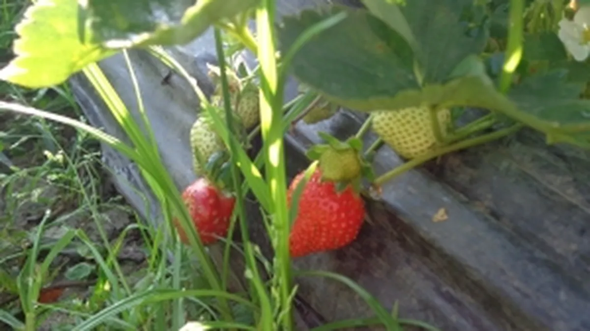 Ce cauta Europa la inceput de an: Medici, invatatoare si culegatori de capsuni