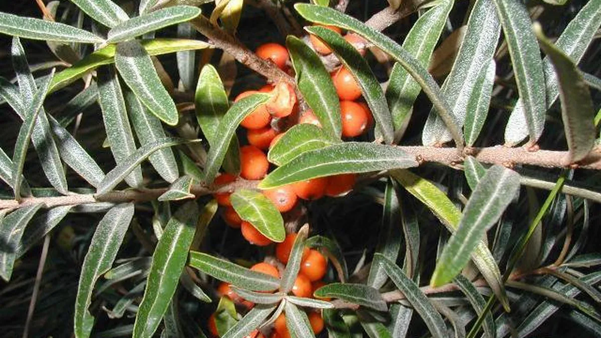 Afacere cu catina: De la investitie initiala la export