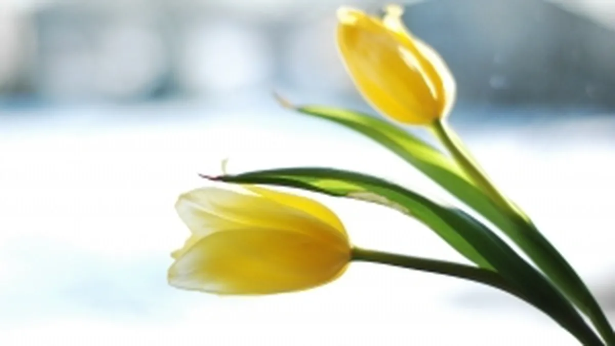 Amenzi de 3 mil. lei in 4 zile, in domeniul comertului cu flori