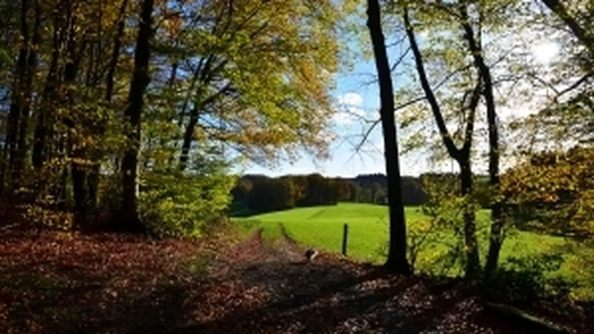 Doina Pana: Implementarea unui sistem de supraveghere a traseului lemului ar putea reduce hotia cu 70%