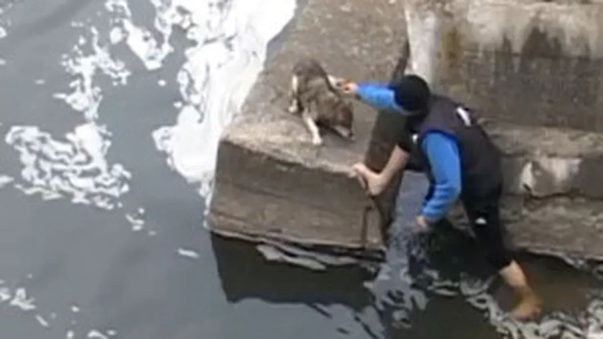 Un caine din Romania a ajuns vedeta in SUA (Video)