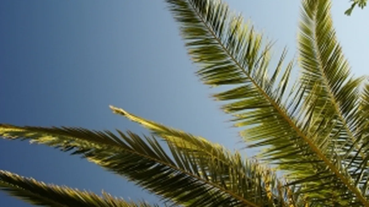 Milioane de lei cheltuiti de primarii pentru panselute, palmieri sau artari globulari