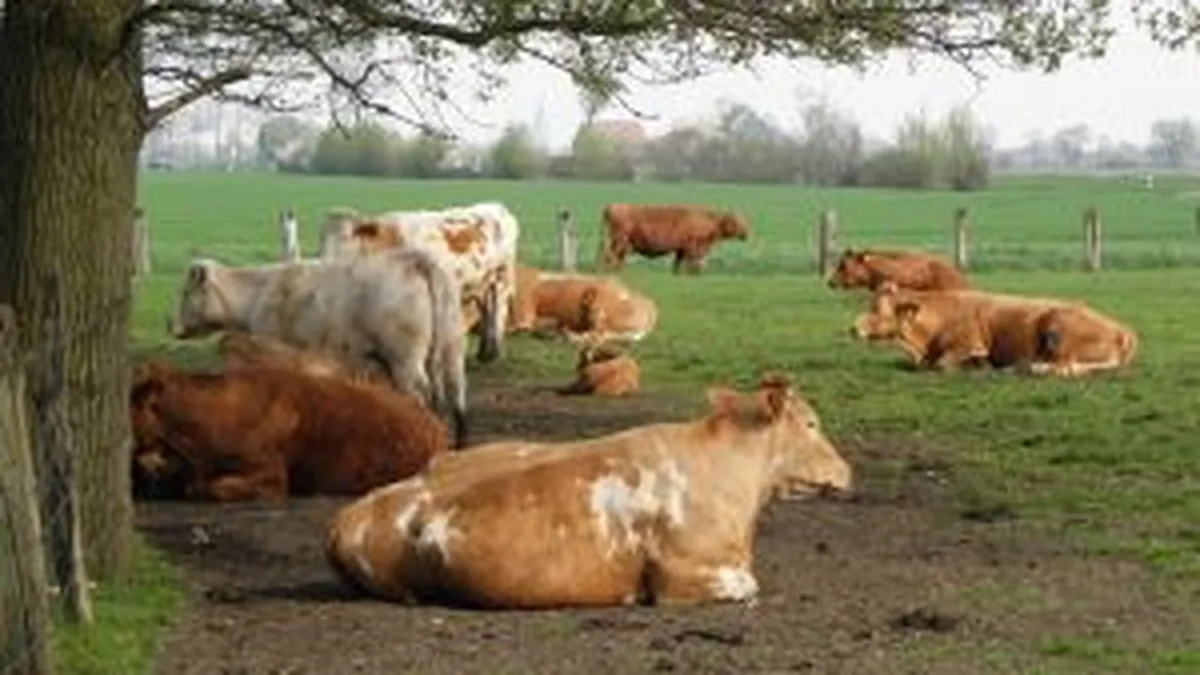 150 mil. euro din fonduri UE pentru investitii in ferme