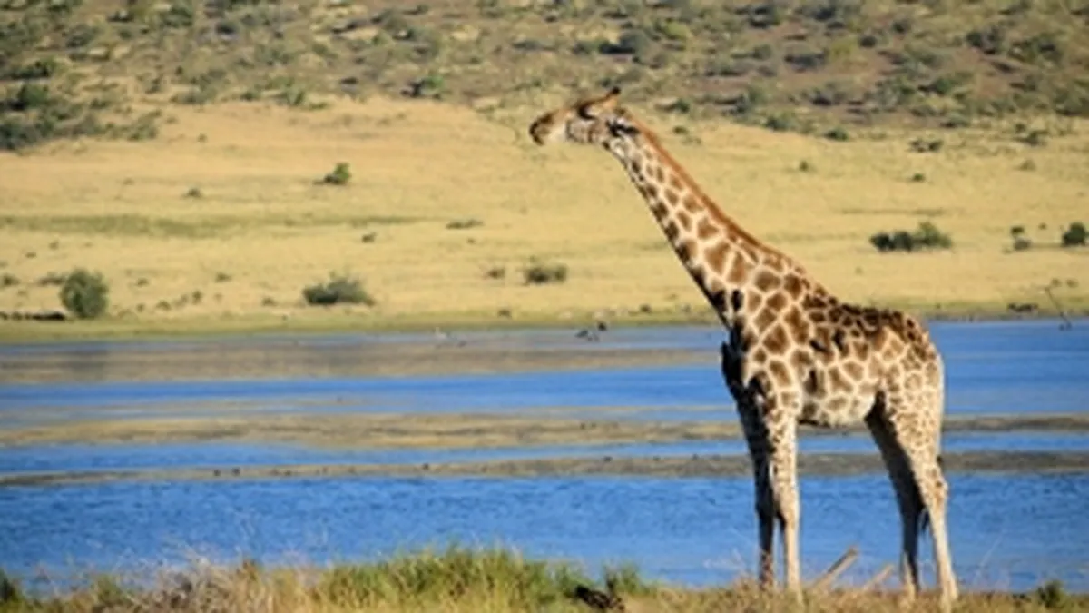 Paralela 45: Peste 500 de romani platesc 1 milion de euro ca sa vada lei, gorile si girafe in Africa