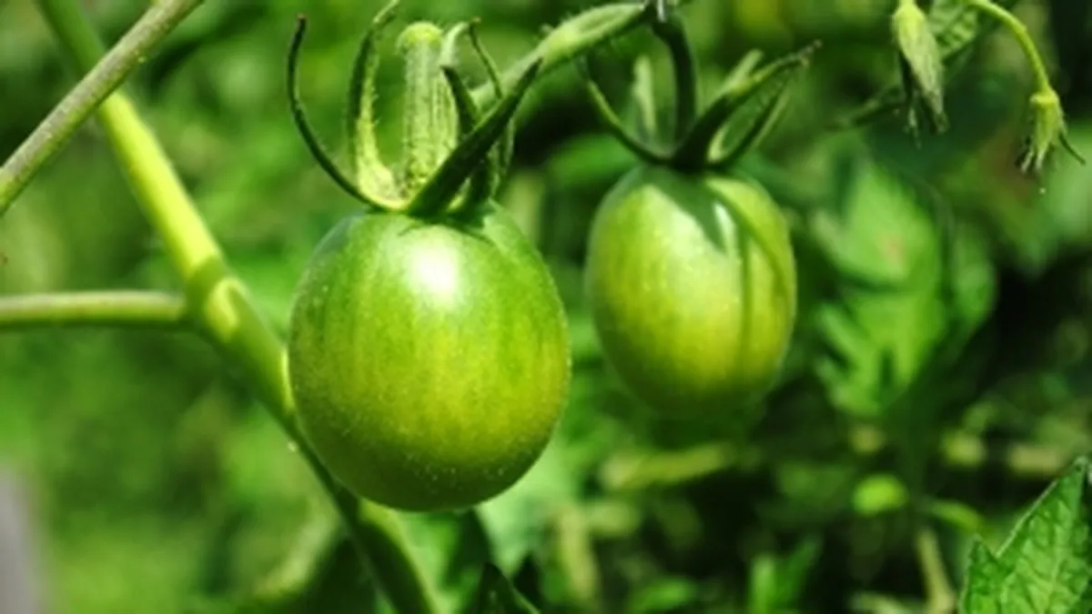 Gradina de legume pe bulevard, in semn de protest fata de un santier din Bucuresti