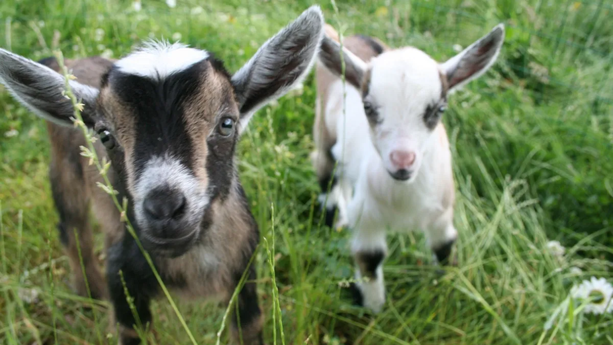 Cum ar putea fi salvat orasul Detroit cu 20 de capre