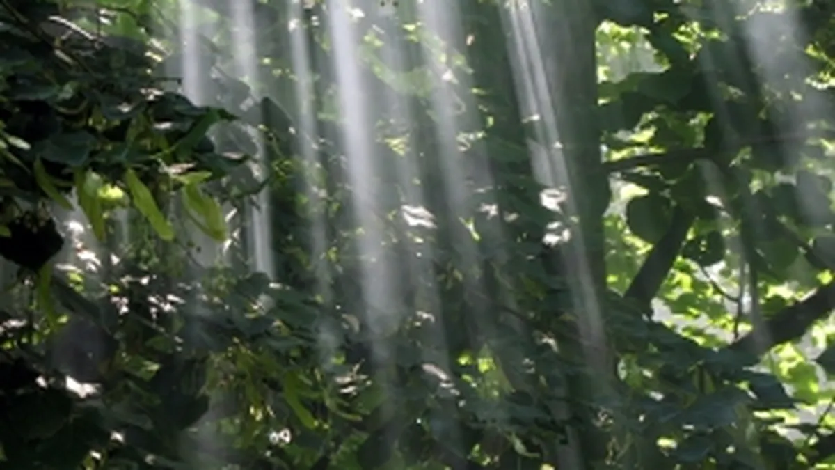 Primaria Capitalei a taiat 200 de tei de pe Soseaua Pantelimon