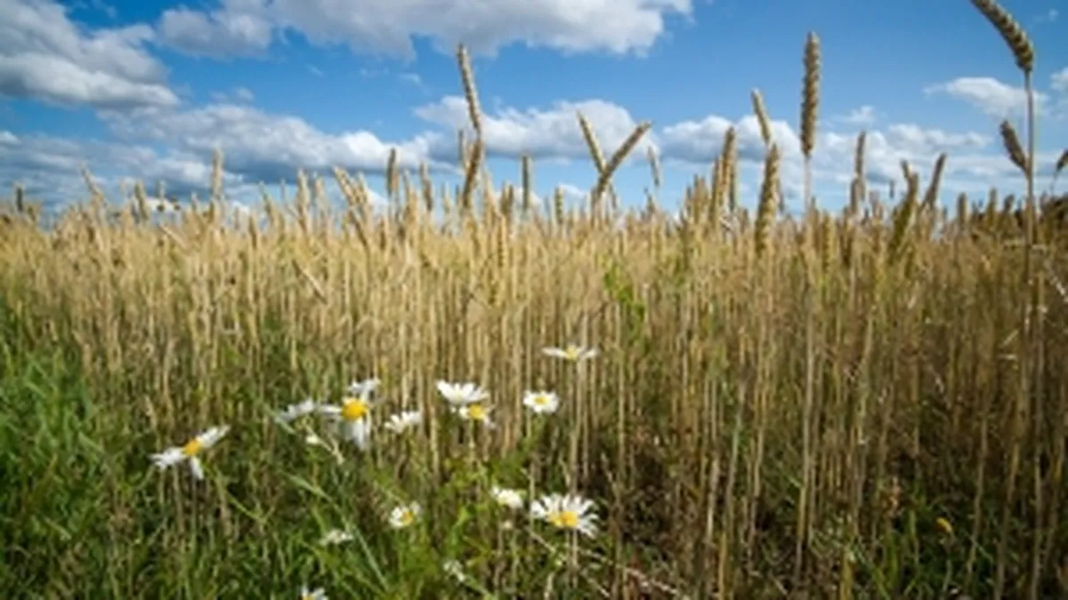 Egiptul a platit 15,5 milioane $ pentru 60.000 tone de grau din Romania