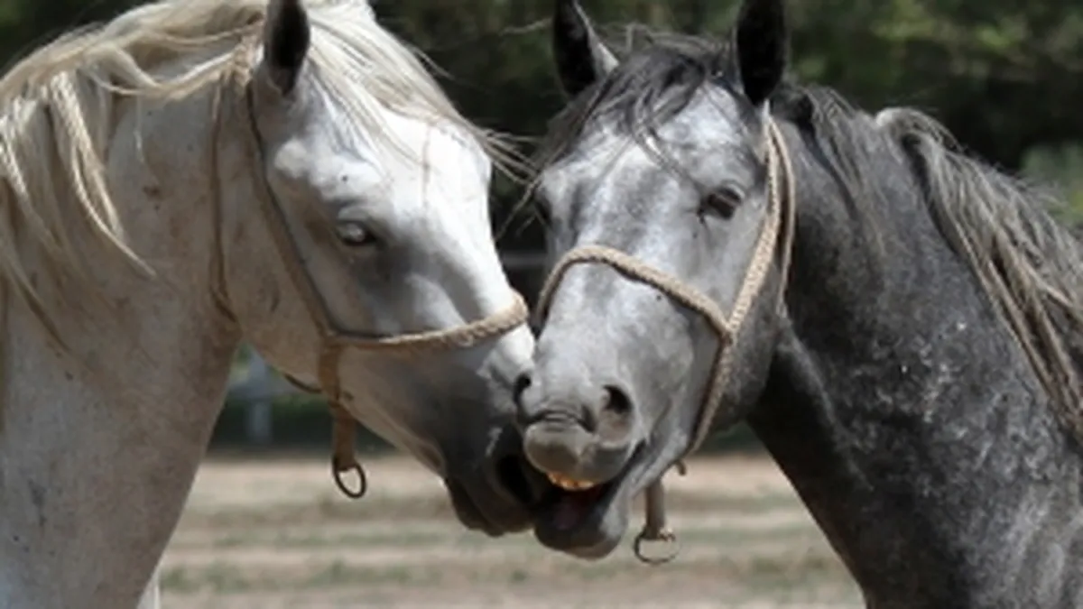 Povestea celei mai vechi herghelii din tara, mostenire de la austrieci