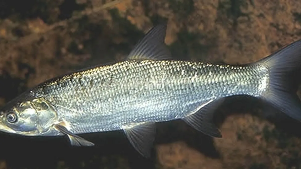 Scrumbia afumata de Dunare, pe cale sa fie recunoscuta la nivel european