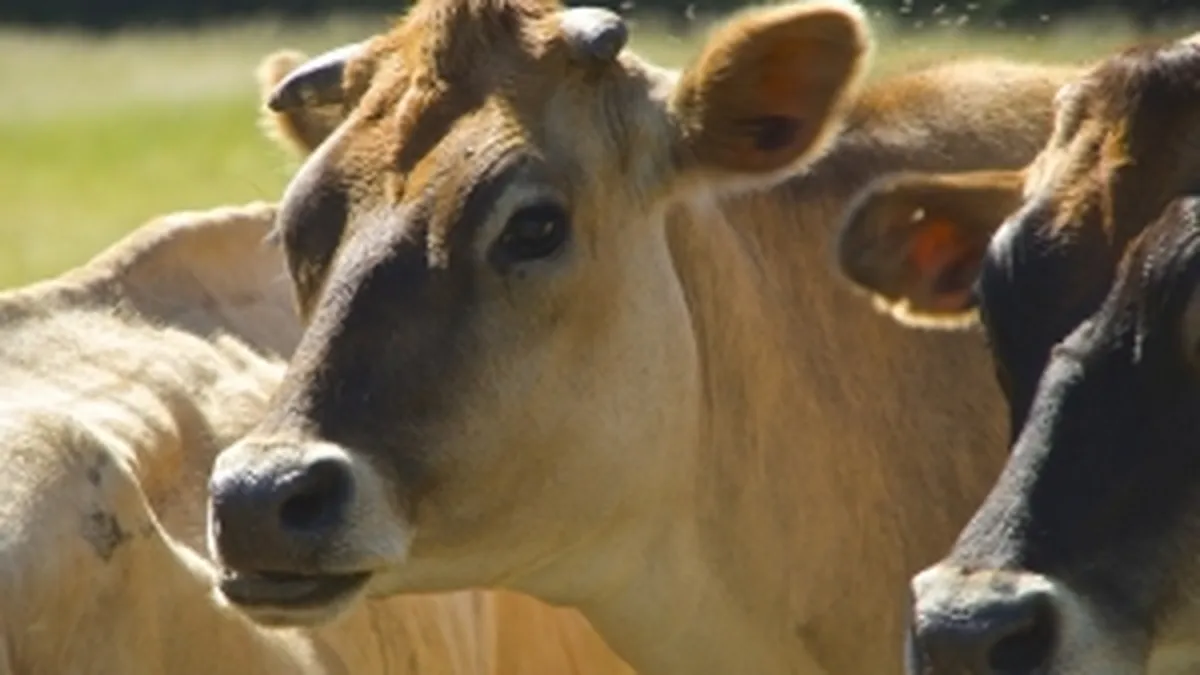 De ce se inchid fabricile de lapte din Romania