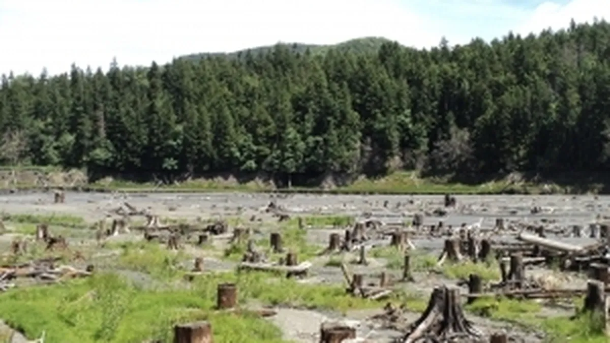 Uniti salvam padurile: Austriecii care scot romani in strada, dupa modelul Chevron si Rosia Montana